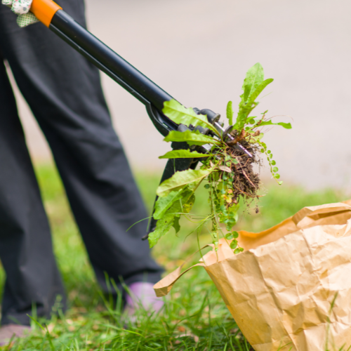 Weed Care Commercial in Everett, WA